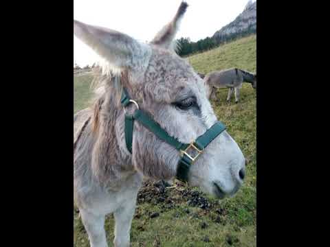 I Tirataie - Viva la Mona