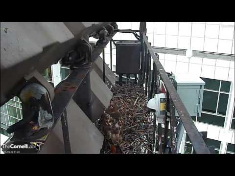 Cornell RTHA  'Big Red Is In the House!'  11:35 am   _9.14.13_