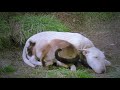 Walt Disney S The Incredible Journey Short Clip 1963 Bear Vs Family Pets