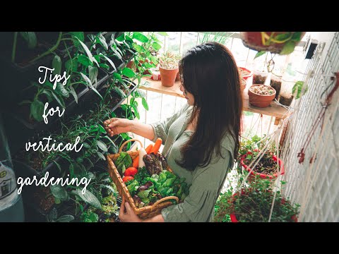 , title : '#25 4 Gardening Tips for Beginner | My first harvest in the small Vertical Garden on the Balcony'