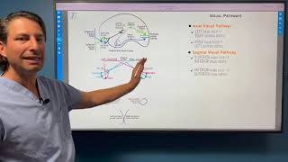 Neuroanatomy of Vision by Ditki, Medical & Biological Science