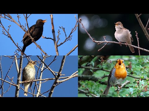 One Hour Birdsong: Nightingale, Blackbird, European Robin and Song Thrush
