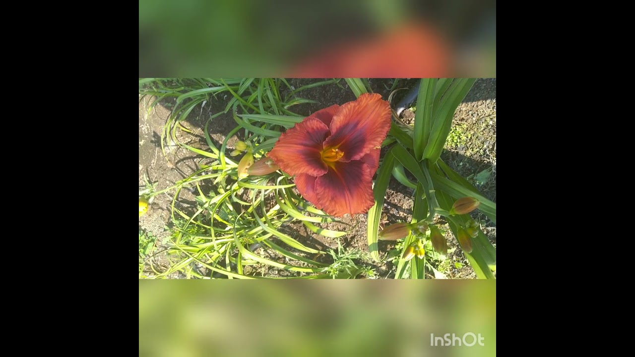 лилейники сорт Франк Смит