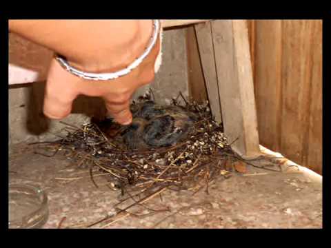 Juca Sminka- Ivica i Marica moji golubovi