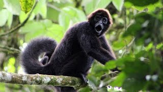 The Spider Monkeys of Ecuador | My Place on Earth | BBC Earth