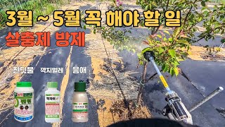 봄철 필수! 3월~5월 꼭 해야 할 살충제 방제 응애? 진딧물? 깍지벌레? 퇴치법 나무 병충해 관리