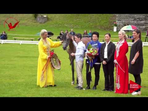 1ST  N.19 GT SHAHARAAH - Scandinavian Open Championship 2017 - Yearling Fillies Championship