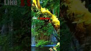 Download lagu Terapi Suara Burung Liar, Air Terjun Membuat Nyaman Dan Damai #relaxingmusic mp3