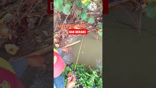 Download lagu 'MANCING'UMPAN DISENGGOL IKAN||JORAN MELENGKUNG KUTARIK, IKAN SAMPAI DI TANGAN#Shorts mp3