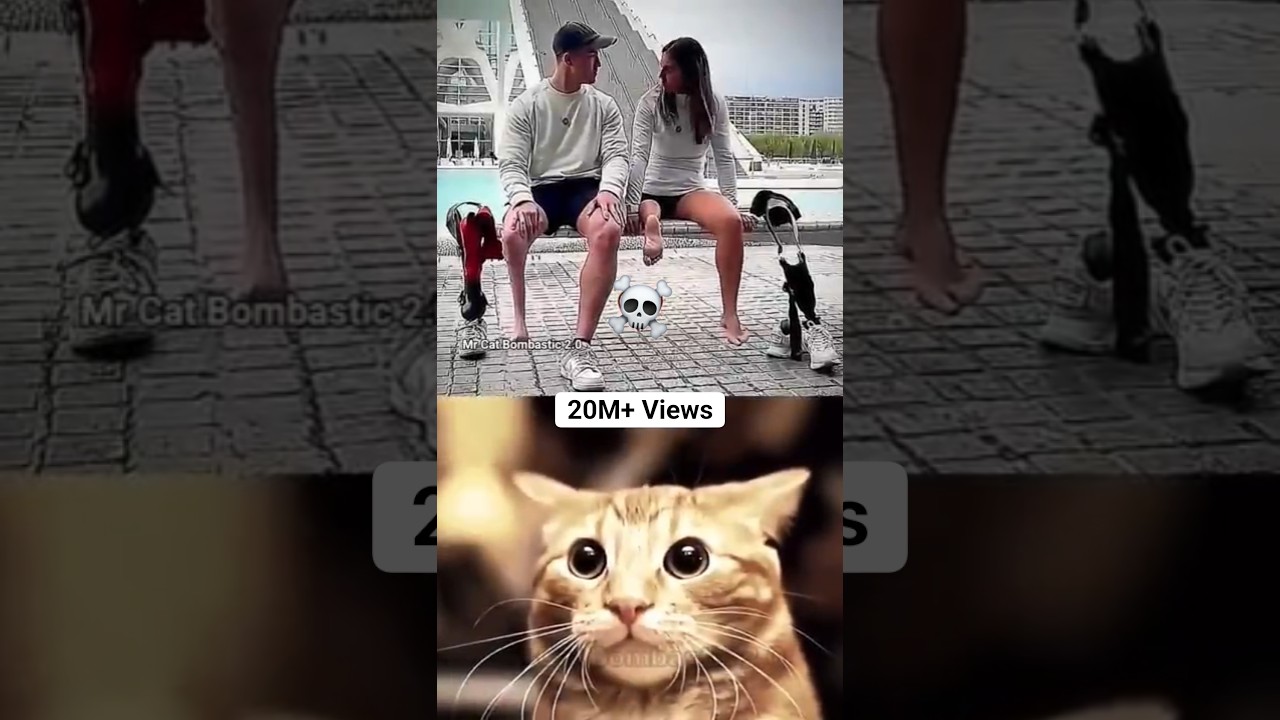 MR BOMBASTIC FUNK ☠️💥 #shorts #tiktok #cat #memes #mrbombastic #catbombastic | MrCatBombastic2.0