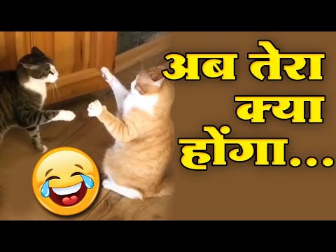 अब तेरा क्या होगा  😂YOU LAUGH YOU LOSE! 😹Funny Moments Of Cats Videos Compilation 😍 Funny Cat Life