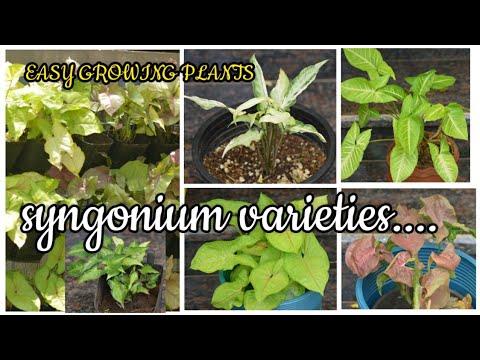 , title : 'How to identify different Syngonium plant varieties || Garden vibezz || vertical garden plants'