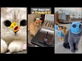 Funny Cat Animals WeAreCats Episode 4274