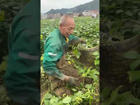 Creative Way To Harvest Green Soybeans With A Creative Tool !