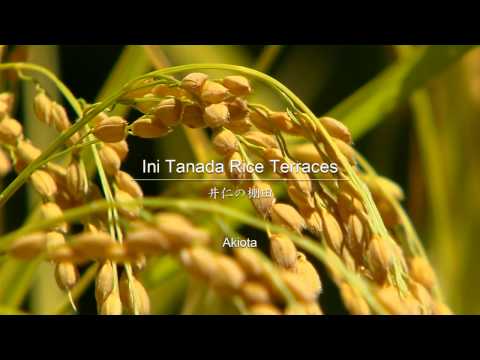 井仁の棚田 | Ini Tanada Rice Terraces