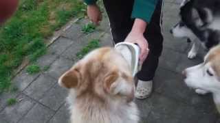 preview picture of video '9 siberian huskies get a yoghurt treat'