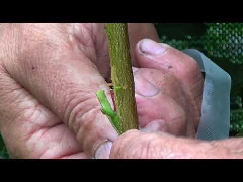 Produkty do pielęgnacji włosów przez 3 minuty Balsam Agafia przeciw wypadaniu włosów i kruche