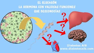 Qué es el glucagón, síntesis, función, regulación y relación con la diabetes mellitus | Diabetes AIB
