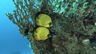 Clubreis Bubbledivers Egypte 2024 Dag 1