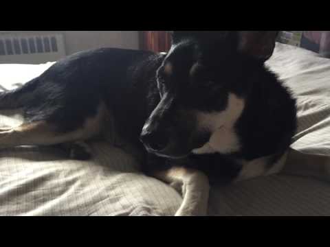 Some quiet time Ma gsd