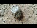 Treatment To Get Rid Of Ticks On Dogs Garapata