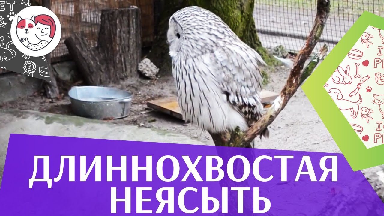 Длиннохвостая неясыть на ilikepet