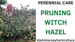 HOW TO PRUNE HAMAMELIS SHRUBS - PRUNING HAMAMELIS "ARNOLD PROMISE"