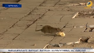 Գարշահոտ, մթություն և առնետներ. Մաշտոց-Լուսավորիչ խաչմերուկի գետնանցումն անմխիթար վիճակում է
