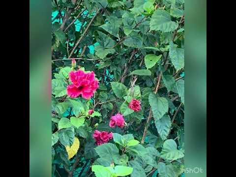 Sikni Eng - Christabel