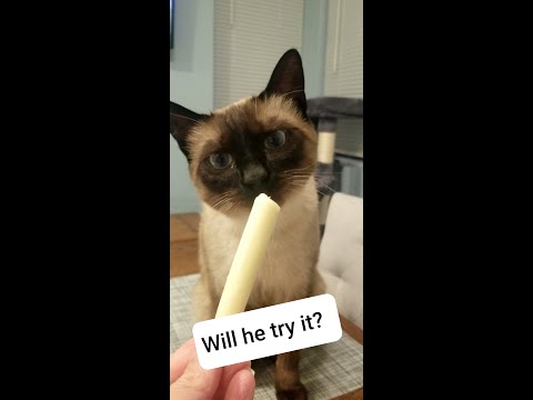Do cats like string cheese? #Shorts