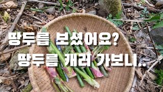 땅두릅 보셨나요? 마트에 땅두릅이 있길래 캐러 가보니...  역시. .