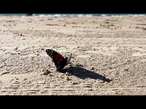 Saugeen Beach, Ontario