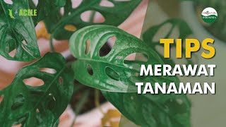 Download lagu Tips Merawat Tanaman Janda Bolong (Monstera Adansonii) mp3