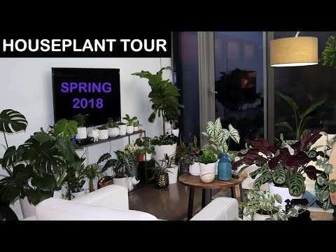 HOUSEPLANT TOUR | SPRING 2018 | Crazy Plant Guy