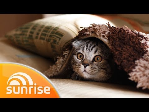 Cat flu and pet obesity: the warning signs and what to do | Sunrise