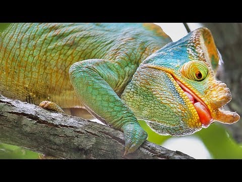 Chameleon Pi Old Worlds Best Of All