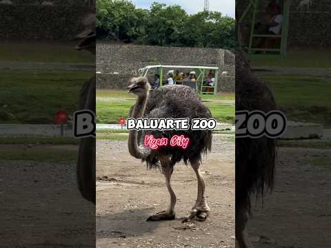 Zoológico Baluarte localizado na cidade de Vigan 🩵