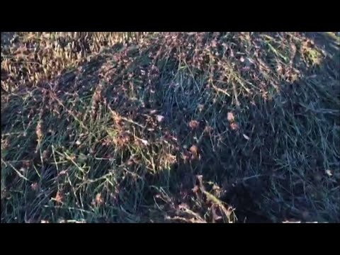 Nuoro, locust invasion: 2,000 hectares of land destroyed