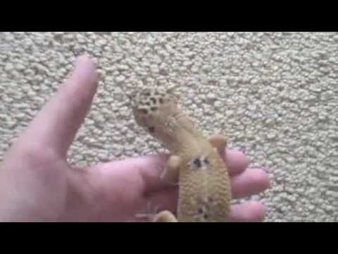 image-How fast can a gecko run?
