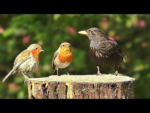 Videos y Película Para Gatos ~ Hermosos pájaros para que los gatos los vean en la televisión