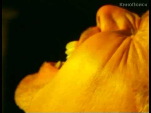 Shakedown (2002) Trailer Ron Perlman