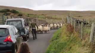 preview picture of video 'Dog Herding Sheep, Antrim Coast Northen Ireland'