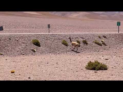 Vigogne ⁨Reserva Nacional de Flamencos⁩, ⁨San Pedro de Atacama⁩, ⁨Région de Antofagasta⁩, ⁨Chili
