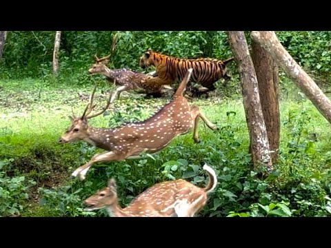 Tiger Hunt in Kabini: 5-Min Full Deer Chase & Kill | Raw Jungle Footage of Predator in Action