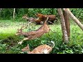 Tiger Hunt In Kabini 5 Min Full Deer Chase Kill Raw Jungle Footage Of Predator In Action