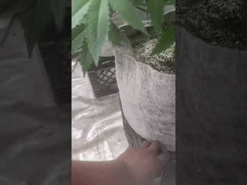 Faceded Canna | Bean Fiendz | RS1000 bka RS1k | Rs11 x Obama Runtz