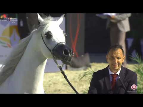 N 377 E S  SARAB   Al Shiraa International Arabian Horse Show 2020