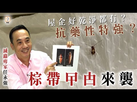 曱甴屎