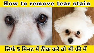 dog tear stains || dog tear stains removal