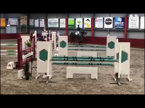 6 y/o Chellano Z x Damiro.B x Carthago Z